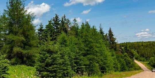 Immobilien Kanada-Cape Breton-Holgers Lane Estates